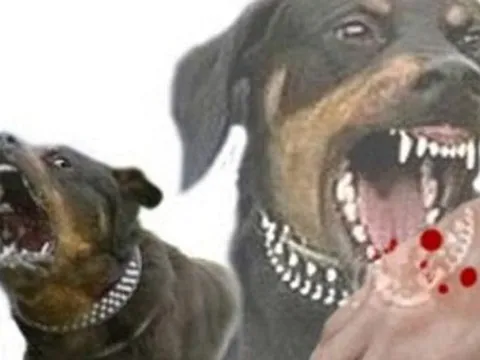 Đắk Lắk: Một bệnh nhi 9 tuổi tử vong nghi bị chó dại cắn