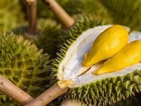 Xuất khẩu "trái cây vua" sang Trung Quốc tăng nóng gần 300% chỉ trong 2 tháng đầu năm, người Thái lo sợ mất ngôi "quán quân" vào tay Việt Nam