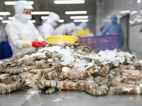 Dự báo khó khăn, ngành tôm Việt xoay xở phát triển, nâng cao giá trị bền vững
