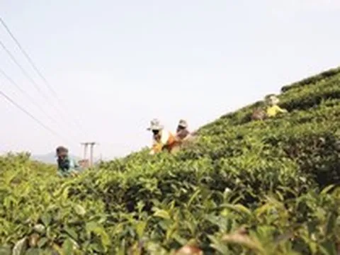 Là quốc gia sản xuất số 1 thế giới, Trung Quốc lại đang chi hàng chục triệu USD để nhập khẩu mặt hàng này từ Việt Nam, xuất khẩu tăng 4 lần chỉ trong 2 tháng đầu năm