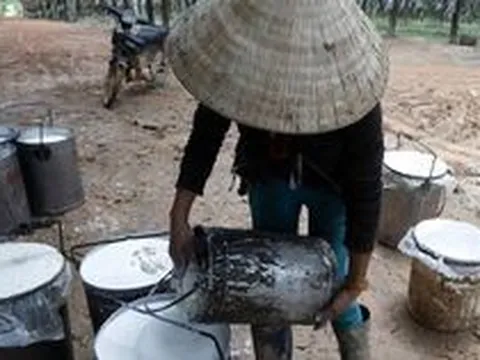 Một loại cây giúp Việt Nam kiếm nửa tỷ USD trong ba tháng đầu năm 2023