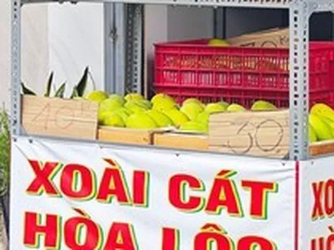 Xoài cát Hòa Lộc giá rẻ chưa từng có