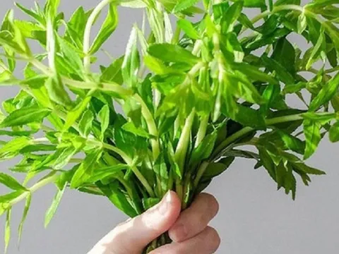 Loại rau tưởng bỏ đi nhưng lại là "thần dược" cực tốt cho sức khỏe