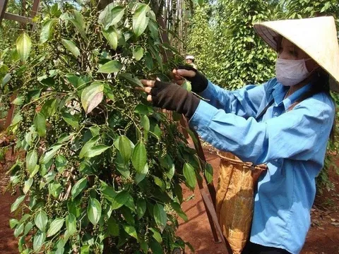 Xuất khẩu hồ tiêu ghi nhận mức cao kỷ lục: Những mục tiêu chiến lược