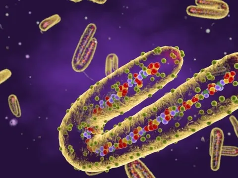 WHO nói gì về ổ dịch Marburg lớn nhất thế giới và rủi ro toàn cầu?