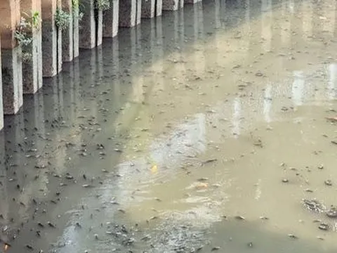 Sau trận mưa lớn, cá nổi “đặc nước” trên kênh