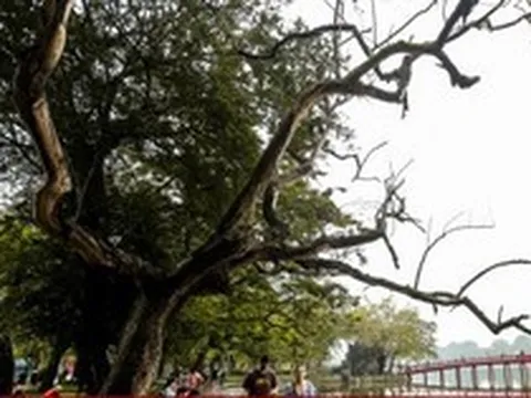 Hà Nội: Cận cảnh 3 cây sưa chết khô, nứt gốc bên hồ Gươm dự kiến sẽ chặt hạ