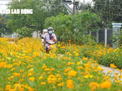 Tuyến đường hoa sao nhái tuyệt đẹp tại huyện Củ Chi, TP HCM