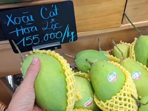 Vì sao xoài cát Hòa Lộc rớt giá còn 30.000 đồng/kg?