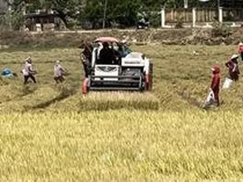 Giá nhiều loại lúa tăng