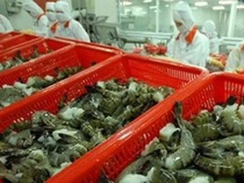 Ngành tôm Việt Nam mất 10.000 tỉ đồng vì kháng sinh