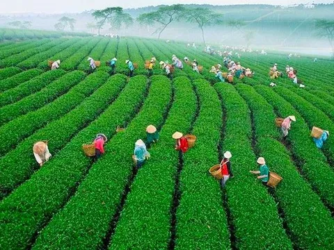 Không giấy phép môi trường, Công ty CP Chè Lâm Đồng bị phạt 320 triệu đồng