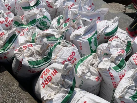 Bất an vì khai thác ốc gạo rầm rộ