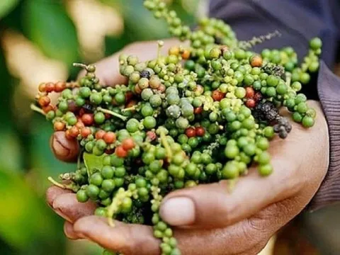 Khó khăn “vắt” cả sang năm 2023, giá hồ tiêu kỳ vọng sẽ phục hồi vào cuối năm 2023