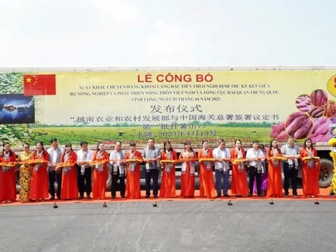 Vĩnh Long: Chuyến khoai lang đầu tiên được xuất chính ngạch sang Trung Quốc