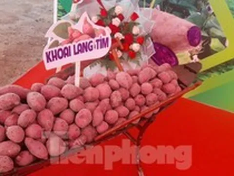 Thủ phủ khoai lang xuất khẩu chính ngạch lô hàng đầu tiên sang Trung Quốc