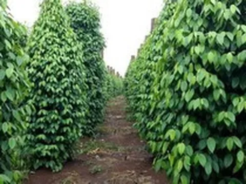 Giá hồ tiêu đồng loạt tăng nhẹ sau nhiều ngày trầm lắng
