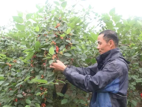 Dâu tằm được giá, nông dân ngoại thành Hà Nội phấn khởi thu hoạch