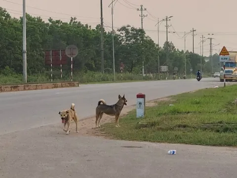 Nữ cán bộ thú y bị chó dại tấn công