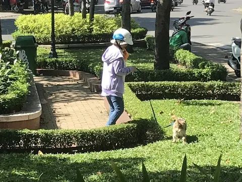 Ngăn ngừa bệnh dại, yêu cầu thống kê chính xác số hộ nuôi và số chó, mèo