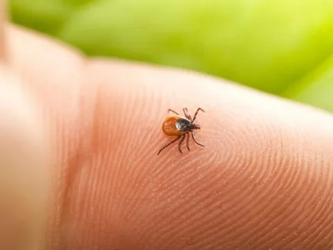 Cảnh báo nguy cơ sốt mò khi đi du lịch: Dấu hiệu nhận biết và cách phòng căn bệnh gây biến chứng viêm não – phổi