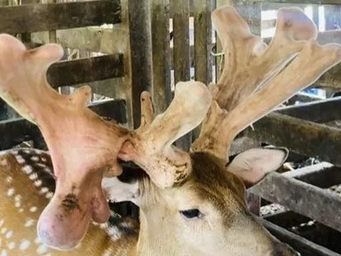 Cận cảnh cặp nhung hươu “khổng lồ” được bán với giá gần 100 triệu đồng