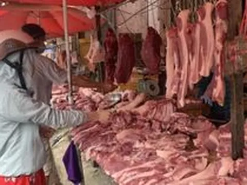 Giá lợn hơi tăng lên mức 55.000 đồng/kg ở các tỉnh phía Nam