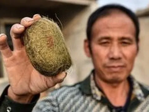 Một vật thể lạ trong bụng con lợn được Trung Quốc coi như báu vật, săn lùng với giá hàng tỷ đồng: Cơn sốt rộ lên cả ở Việt Nam