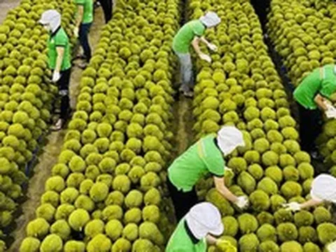 Trung Quốc ồ ạt thu mua rau quả, nhiều mặt hàng có cơ hội đạt tỷ USD