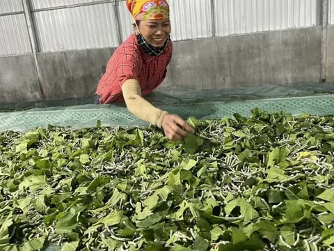 Lắp điều hoà cho tằm nhả tơ, mang lại năng suất cao