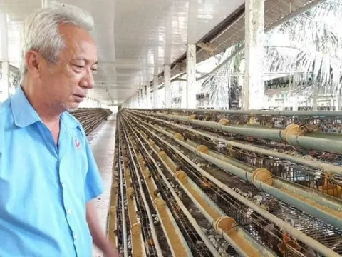Tiền Giang: Người chăn nuôi gia cầm “tiến thoái lưỡng nan” vì chi phí cao
