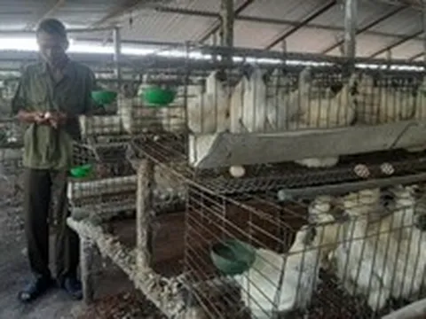 Chăn nuôi gia cầm ở Tiền Giang “tiến thoái lưỡng nan”