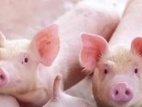 Giá heo hơi tăng nhẹ, người nuôi vẫn ngại tái đàn: Lo thiếu thịt heo cuối năm?