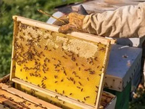 Mật ong giả pha đường, chất tạo màu của Trung Quốc khiến thị trường khu vực này chao đảo, giá giảm mạnh làm người nuôi ong điêu đứng