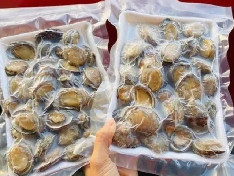 Bào ngư rẻ chưa từng có được rao bán ngập tràn trên chợ mạng