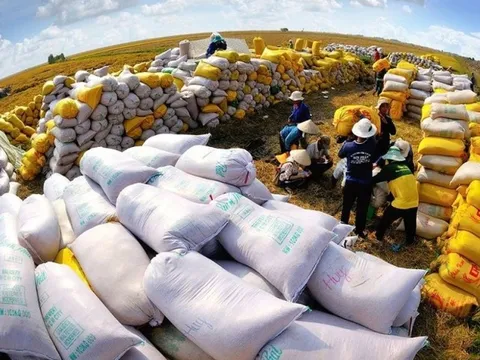 Xuất khẩu gạo Việt Nam đạt hơn 980 triệu USD trong quý I/2023