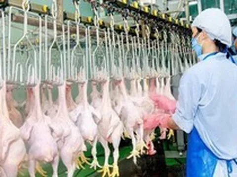 Thịt, trứng trong nước dư thừa, Việt Nam vẫn ồ ạt nhập thực phẩm ngoại