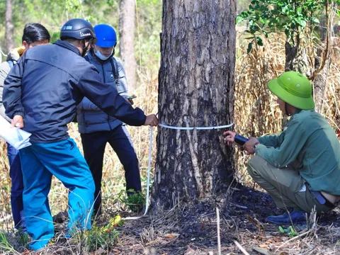 Lâm Đồng: 9 doanh nghiệp để lấn chiếm gần 440 ha đất lâm nghiệp