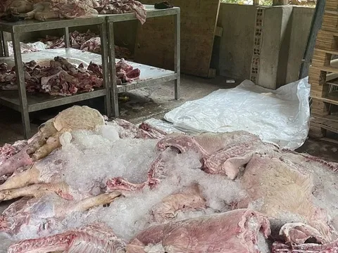 Phát hiện, tiêu hủy hơn 1,7 tấn thịt lợn đã biến đổi màu sắc, hôi thối