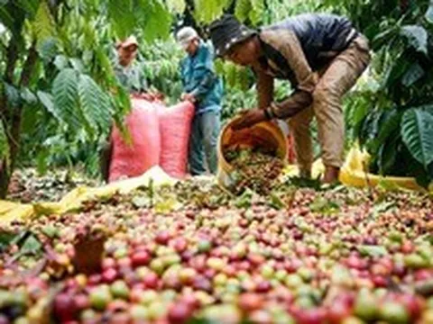 Xuất hiện yếu tố 'thiên thời', xuất khẩu cà phê Việt Nam có cơ hội duy trì mức 4 tỷ USD