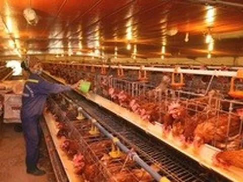 Giá trứng tăng nhanh - giảm nhanh, người chăn nuôi 'làm cũng dở không làm cũng dở'