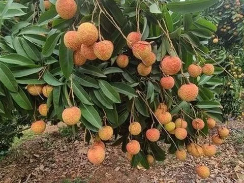 Vải thiều Hải Dương kỳ vọng rộng đường đến với thị trường cao cấp