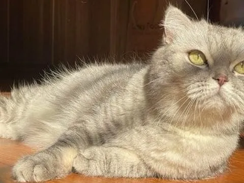 Mạnh tay chi tiền triệu gửi “thú cưng” dịp nghỉ lễ 30/4