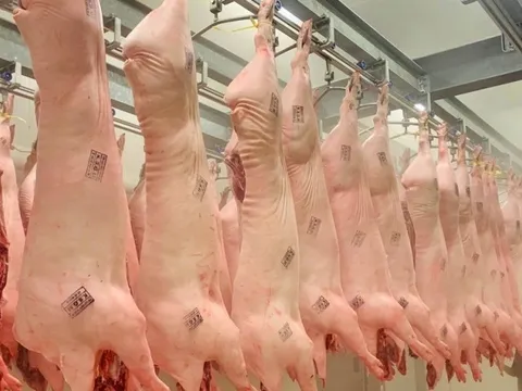 Vì sao nhà máy giết mổ heo công nghiệp chỉ hoạt động cầm chừng với 50% công suất