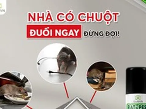 Tưởng khó mà dễ: đuổi chuột nhà, chuột xe đi sạch