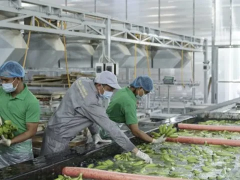 HAGL Agrico chỉ còn vỏn vẹn 1 tỷ đồng tiền mặt