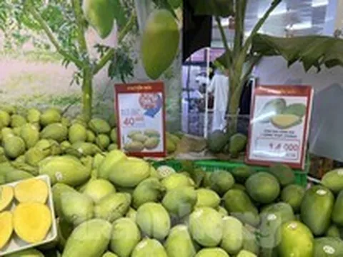 Xoài cát Hòa Lộc giá rẻ bất ngờ