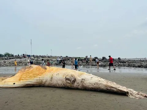 Xác cá voi dài hơn 10 m, nặng 5 tấn trôi dạt vào bờ biển