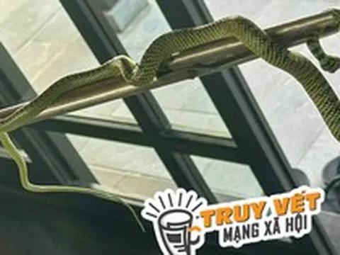 Resort ở Quảng Nam nói gì về vụ rắn bò trong phòng thuê 60 triệu đồng/đêm?