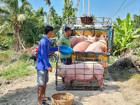 Giá lợn hơi tăng nhẹ, người chăn nuôi chưa có lãi nên ngại tái đàn
